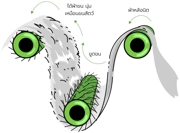 Process PolyBoa1